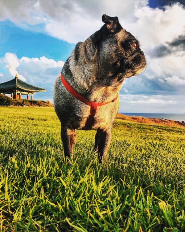 /images/uploads/pug nation rescue of los angeles/pugnation2021/entries/15447thumb.jpg